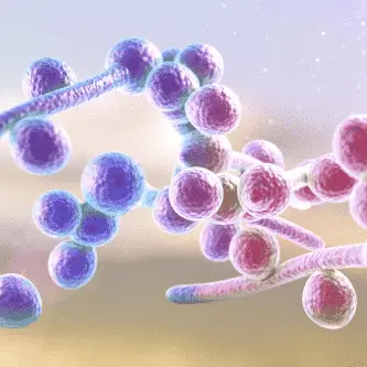 3D rendering of Candida albicans