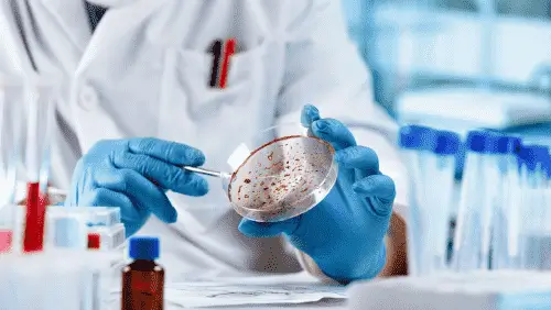 Photo of a person in a laboratory harvesting colonies from a petri dish